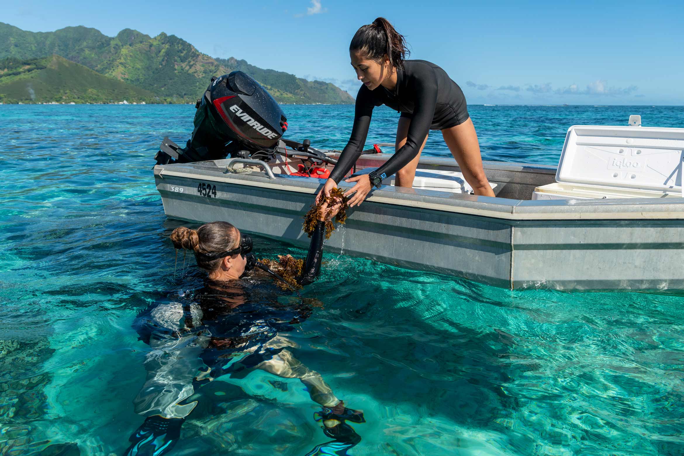 Coral reef research in Mo'orea