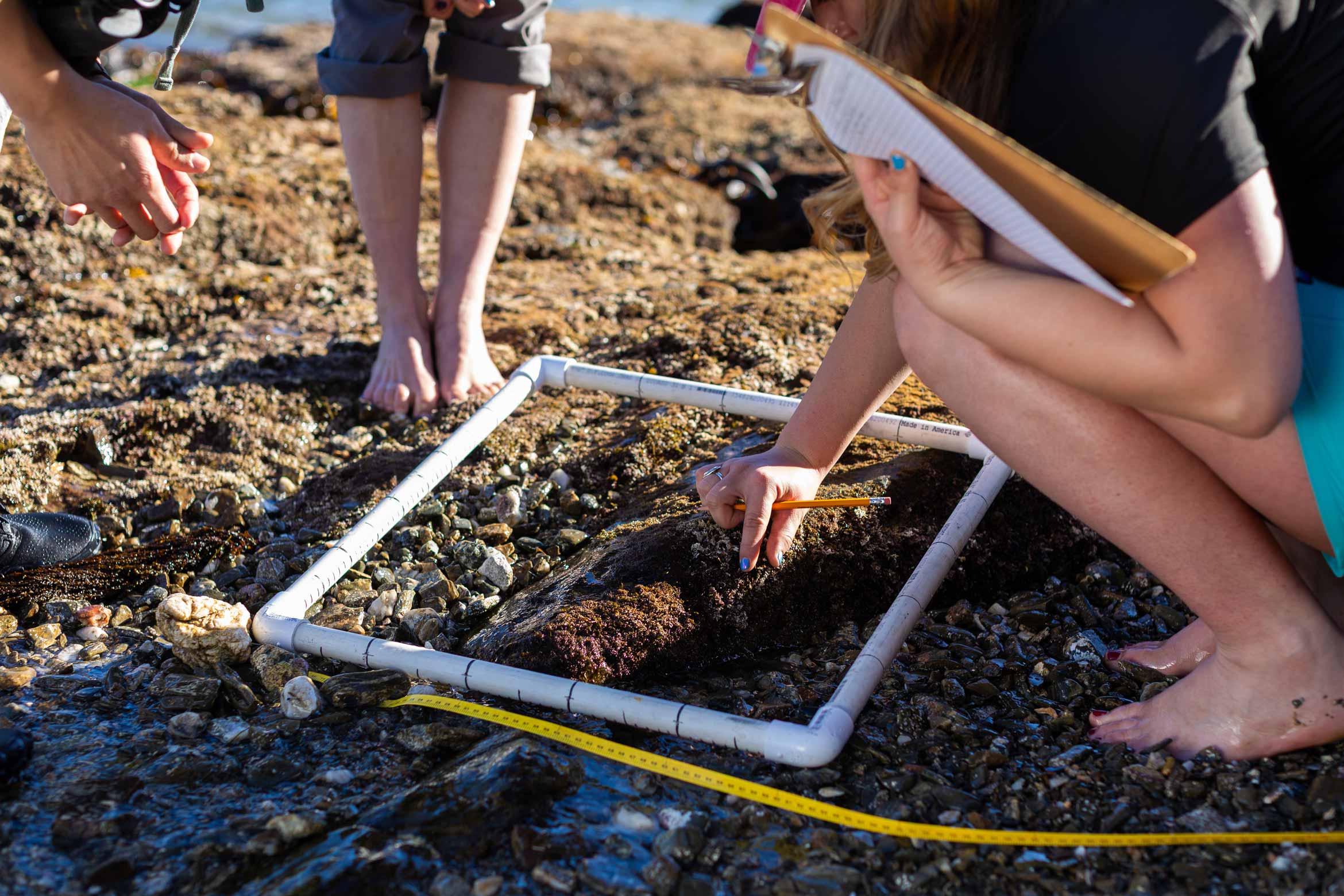 undergraduate researcher using a transect tool at a tide pool